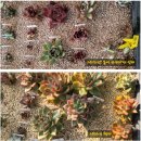 농원 | 창전문· 키핑·실생·다육 농원 「재경다육농원」 방문 후기