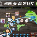 8/4(일) 치유의 숲 "잣향기 푸른숲" / 천년고찰 봉선사 &연꽃축제,유네스코 광릉숲길&광릉수목원 이미지