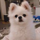 댕냥점빵 이미지