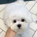 하이뚜뚜 이미지