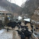 산골흑염소 이미지