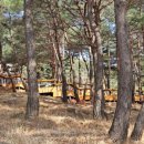 구례소나무정원 이미지