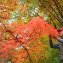 Re:가을 천마산 속편- 황소 우성윤샘의 자연과의 교감 이미지