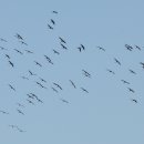 갈대정원 이미지