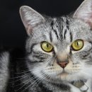 운정24시동물의료센터 이미지