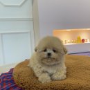 대구강아지분양 럽댕 이미지