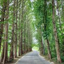 보리수카페 이미지