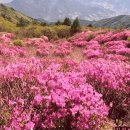 남원 바래봉 축제 앵콜공연 이미지