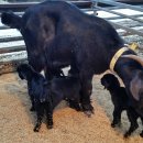 다산농장 2 이미지