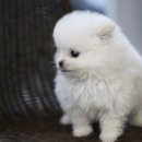 댕댕이 컷 이미지