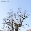 [200321 천태산] 코로나~ 이미지