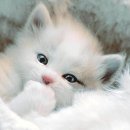 양지할머니 이미지