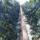 임천농장 이미지