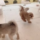 프레셔스독 이미지