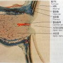 인체,눈의 구조,(각막,수정체,안구,눈물 분비 기관의 구조와 기능) 이미지