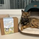 웰컴 | 퍼핑 서포터즈 웰컴 박스 언박싱 후기 강아지식기 슬로우피더 대강추