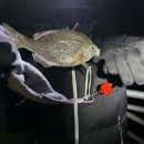 부산해양경찰서 영도파출소 | [공지] 부산 영도 낚시 포인트 총정리 (중리,하리,해양박물관)