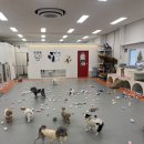 호야별 애견유치원 이미지