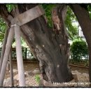 잠실리뽕나무 이미지