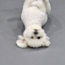 당진낙협동물병원 | 여기저기 아프지만 조기퇴원하는 복복맘, 당진 미즈맘 제왕절개 4-5일차