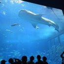 11545-08-00-25 | 튼튼이와 함께하는 벼락치기 2월 오키나와 태교여행(day 4)_북부투어_카노야 후기