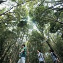 선흘별숲 이미지