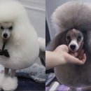 그루밍독 연구소 이미지