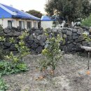 세화수목 이미지