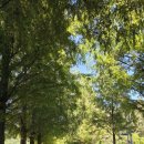 메타세쿼이어길 화장실 이미지