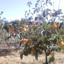 대봉농장 이미지