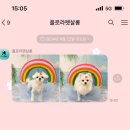 베베펫 천안 애견미용 | [플로라펫살롱] 내돈내산 천안 애견미용 후기