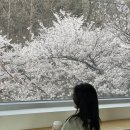 보아즈 맨션 | 평택 벚꽃명소 추천 대형카페 보아즈맨션 주차 방문 후기