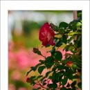 호수공원11로 이미지