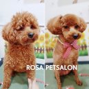 로즈펫살롱 이미지
