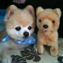 귀여운 강아지 이미지