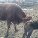 풍덕농장 이미지