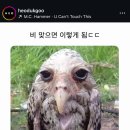부엉이 - 제주시 신광로 73 | 부엉이