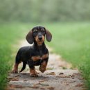 닥스훈트(DACHS HUND) 이미지