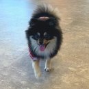 루트 231 이미지