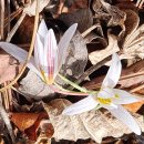 자은도하우스 이미지