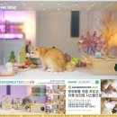 고양이 행복 쉼터 이미지