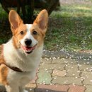 웃는 강아지 이미지