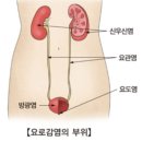 신유약국 | 절때 정신 단어 외우기 싫어서 쓰는게 아닌 신우신염 후기!!
