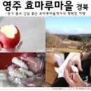 효마루마을 이미지
