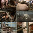 동물공장 - 우리가 먹는 돼지의 사육환경 이미지