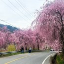 병곡마을 입구화장실 | 25년 4월 12일 거창병곡마을 수양벚꽃 실시간 개화율