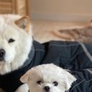 봉주르봉 이미지