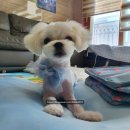 버블펫쌀롱 이미지