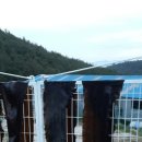 다시마 흑염소 이미지