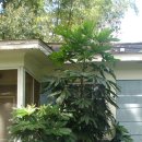 이형성농가 이미지